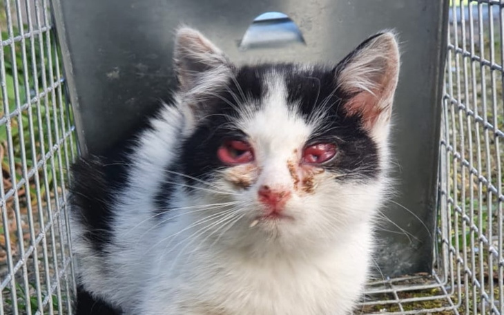 Chory kotek z ranami na pyszczku, potrzebujący pomocy.