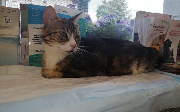 Kot leżący na stole, z zainteresowaniem patrzący w stronę okna.