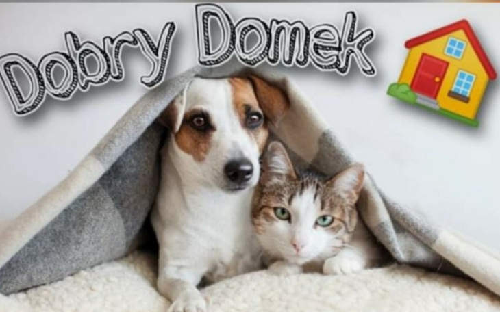Zbiórka Zbiorka na dobry domek - zdjęcie główne