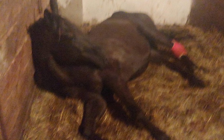 Zbiórka Ratujemy konia - zdjęcie główne