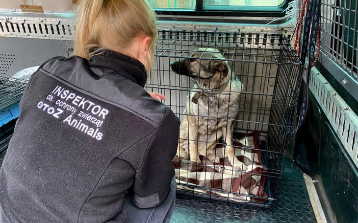 Zbiórka Dla ukraińskich zwierzaków - zdjęcie główne