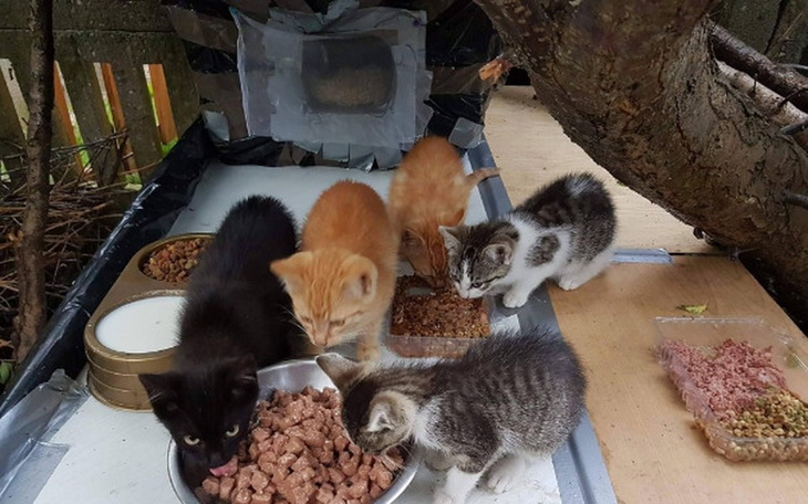 Zbiórka Nakarmijmy je razem. - zdjęcie główne