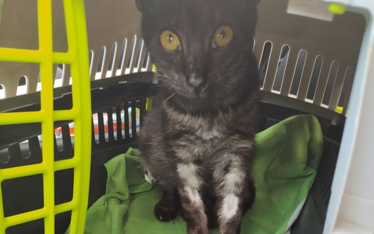 Zbiórka Pomóżmy Jadzi wygrać z fipem - zdjęcie główne