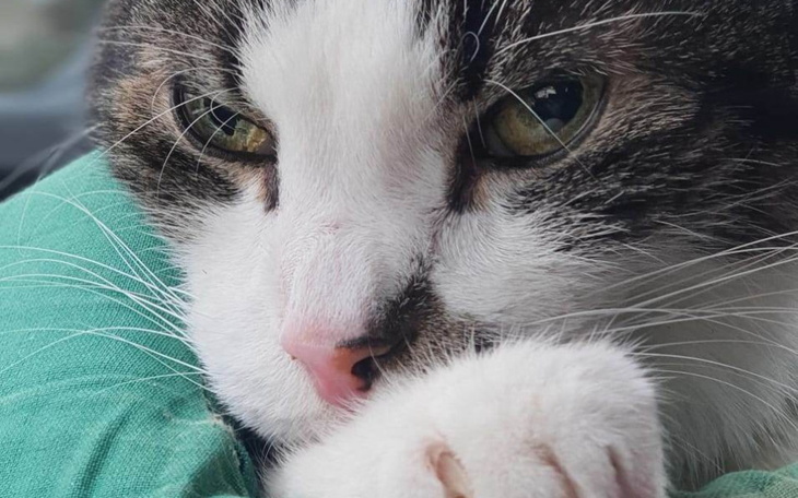 Zbiórka Pan Kiciuś - jedyna szansa - zdjęcie główne