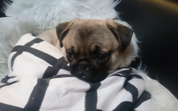 Zbiórka Operacja mopsika Yuki - zdjęcie główne