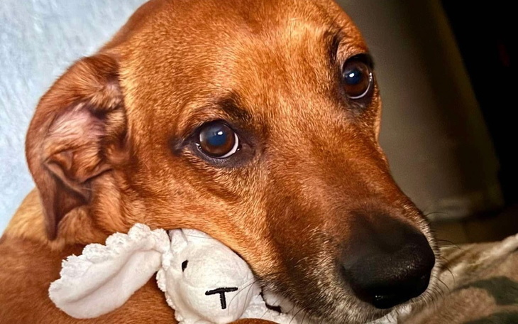 Pies trzymający w pysku zabawkę, z wyrazem przywiązania.