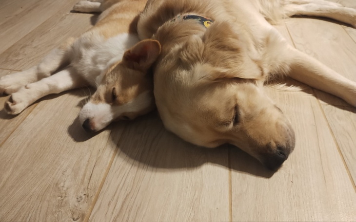 Zbiórka Na ratowanie życia Pioruna - zdjęcie główne