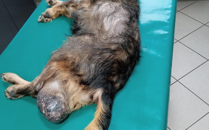 Zbiórka Pomoc dla Miłka - zdjęcie główne