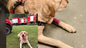 Zbiórka Pomóż Akirze wrócić do służby. - miniaturka zdjęcia