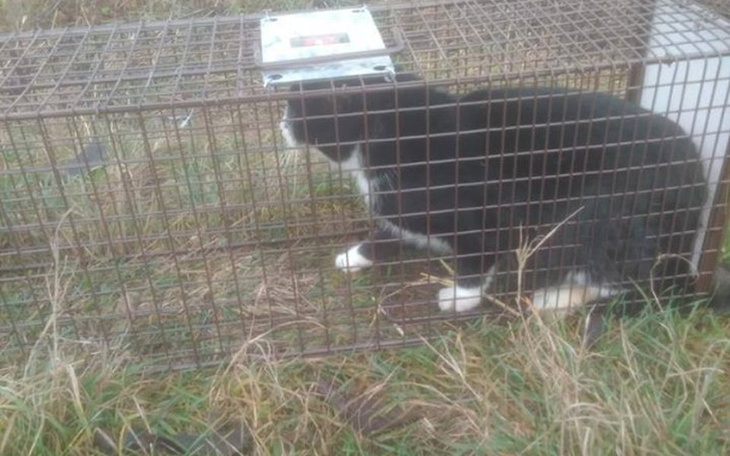 Kot w klatce, czekający na pomoc.