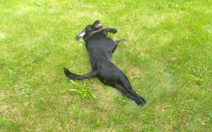 Zbiórka Na leki dla pieska bo chory - zdjęcie główne