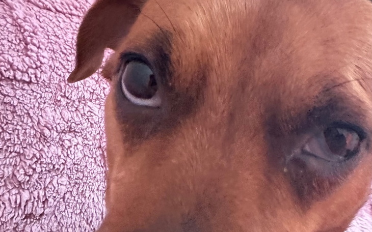 Zbiórka Ratowanie chorej Nuki - zdjęcie główne