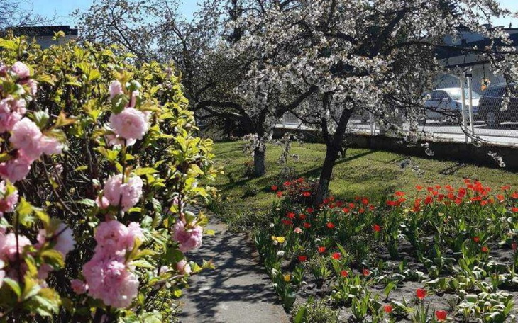 Zbiórka Przydomowy ogródek na 40urodziny - zdjęcie główne