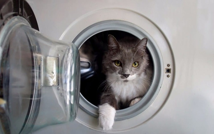 Zbiórka Pralka dla zwierzaków - zdjęcie główne