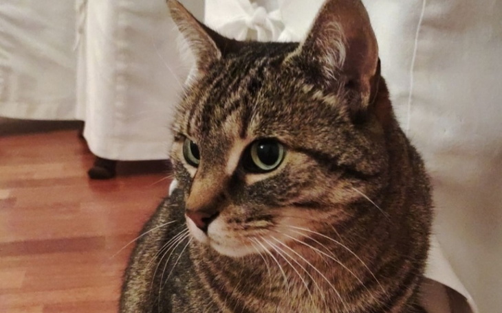 Zbiórka Ratujmy Kole - zdjęcie główne