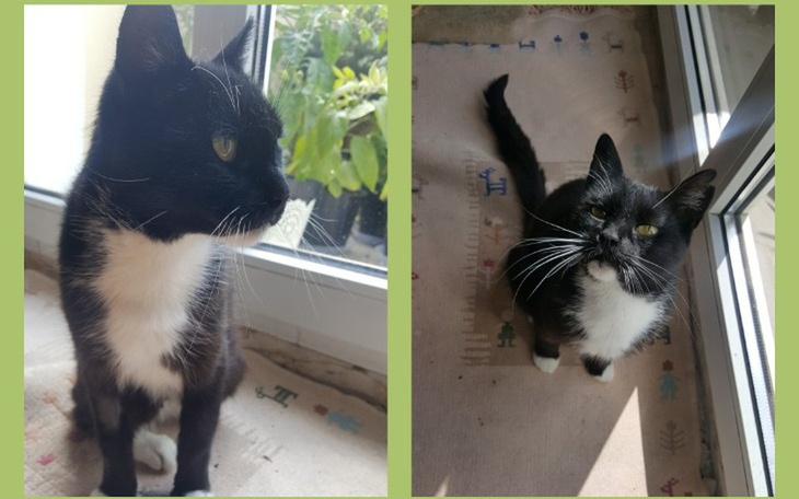 Zbiórka Leczenie stomatologiczne Koty - zdjęcie główne