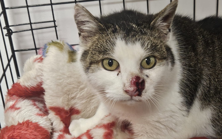 Kot z raną na nosie, siedzący w klatce.