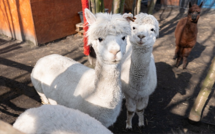 Zbiórka Na leczenie Alpaki Toli - zdjęcie główne