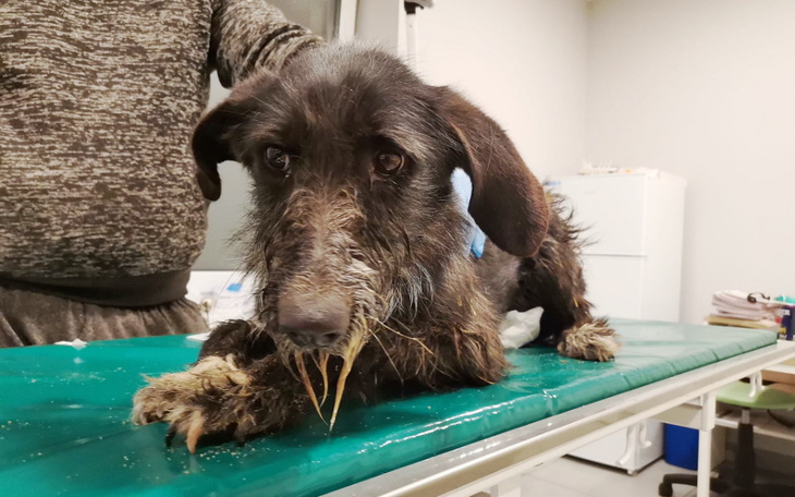 Zbiórka Korba toczy walkę o życie - zdjęcie główne