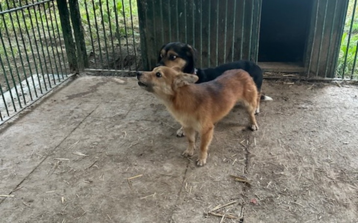 Zbiórka Kastracje - zdjęcie główne