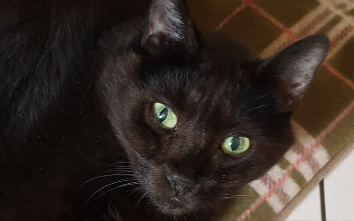 Czarny kot z zielonymi oczami leżący na kocu.