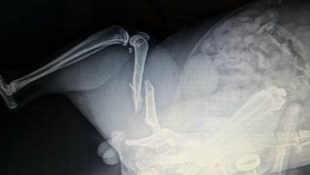 Zbiórka Ratujemy kota Miśka - miniaturka zdjęcia