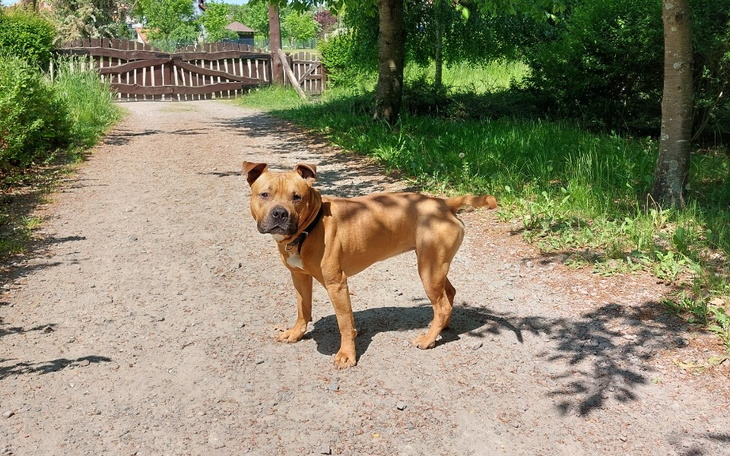 Pies rasy Staffordshire Bull Terrier na ścieżce w parku.