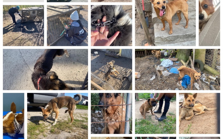 Kolaż zdjęć psów w schronisku, pokazujący ich codzienne życie.