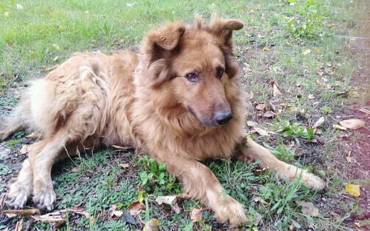 Zbiórka Godna starość - zdjęcie główne