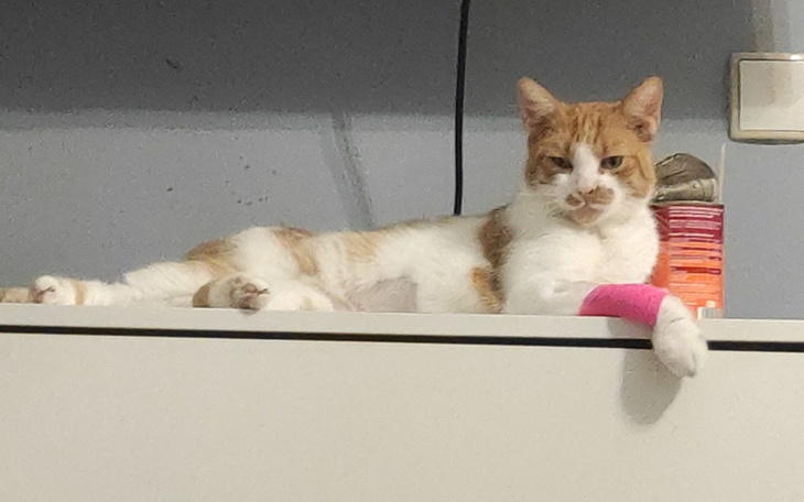 Zbiórka Dalsze leczenie rudzia - zdjęcie główne