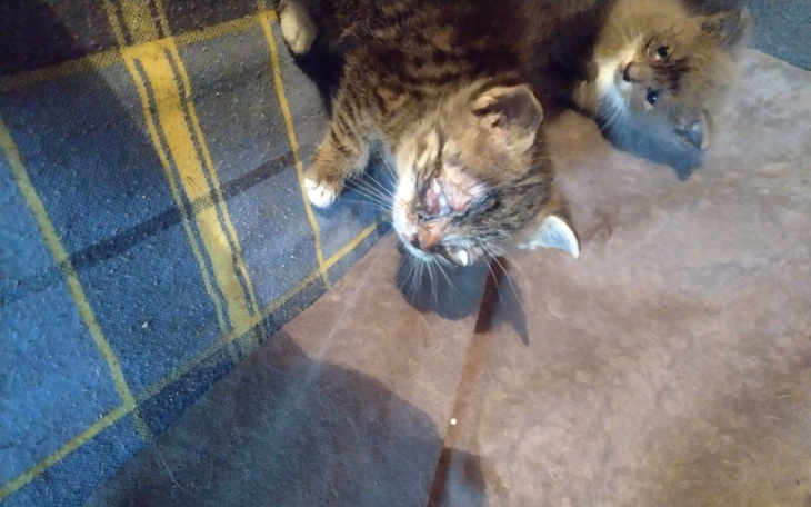 Zbiórka Pomoc chorym kociakom - zdjęcie główne