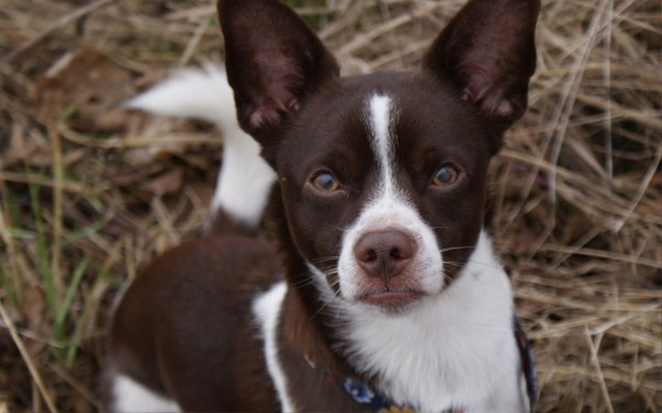 Zbiórka Pomoc od Dropsa i przyjaciół! - zdjęcie główne