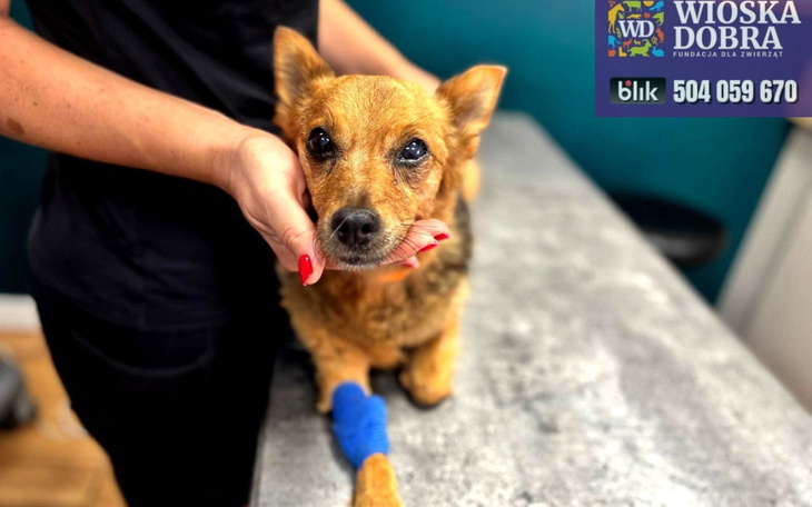 Piesek z opatrunkiem, potrzebujący pomocy weterynaryjnej.