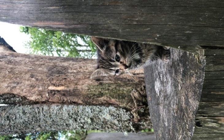 Zbiórka jedzenie dla kocurka - zdjęcie główne