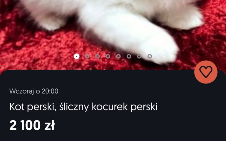 Zbliżenie na kocie łapki na czerwonym tle.