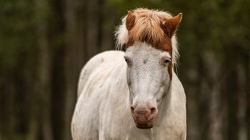 Zbiórka Ratujemy Kacpra - miniaturka zdjęcia