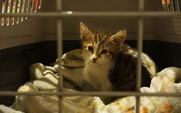 Zbiórka MAŁY KOTEK, a tyle cierpienia... - zdjęcie główne