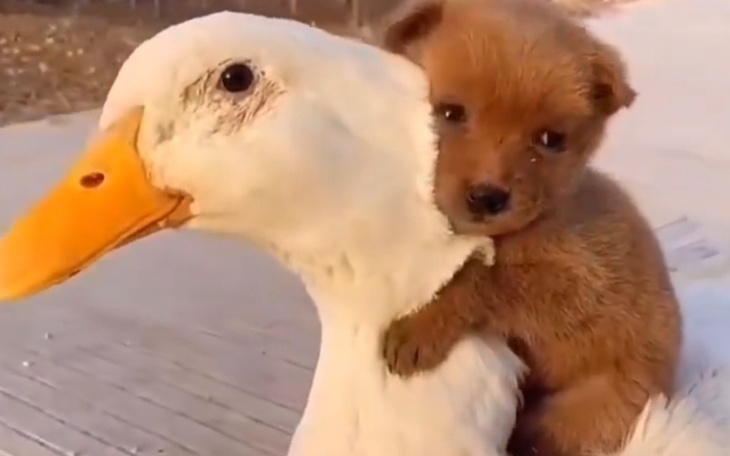 Zbiórka antydepresanty i psychiatra - zdjęcie główne