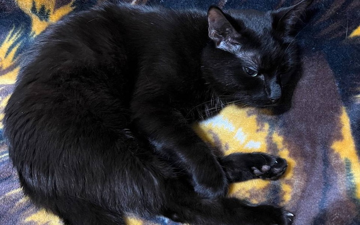 Zbiórka Bart potrzebuje badań i leków - zdjęcie główne