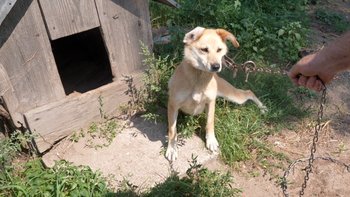 Zbiórka 6 lat na łańcuchu. Licha buda, zboże zamiast karmy i przemoc - miniaturka zdjęcia