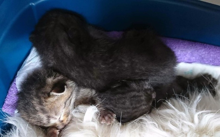 Zbiórka Drugie źycie- szansa - zdjęcie główne