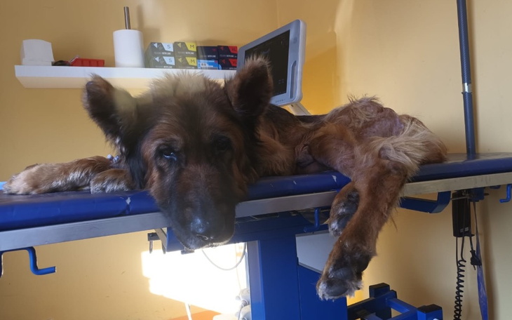 Pies leżący na stole weterynaryjnym, z wyrazem zmęczenia.