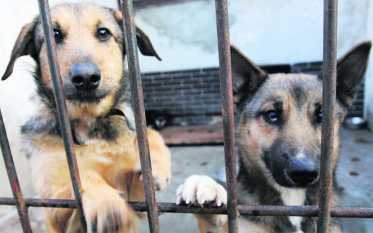 Zbiórka Zbieramy na karmę dla zwierząt - zdjęcie główne