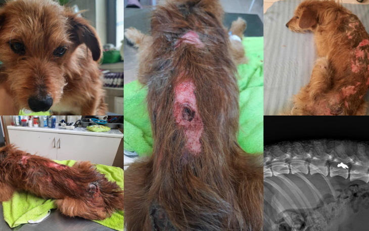 Zbiórka Leczenie Orzeszka - zdjęcie główne