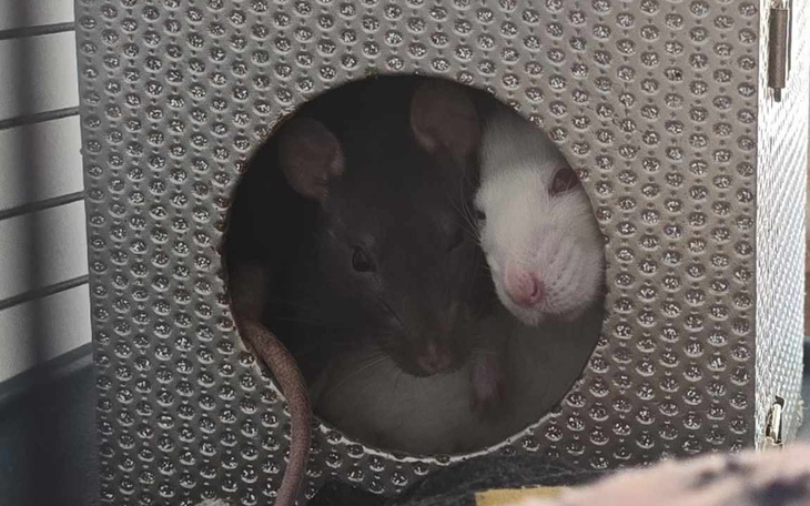 Dwie szczury w domku, wyglądające przez otwór.