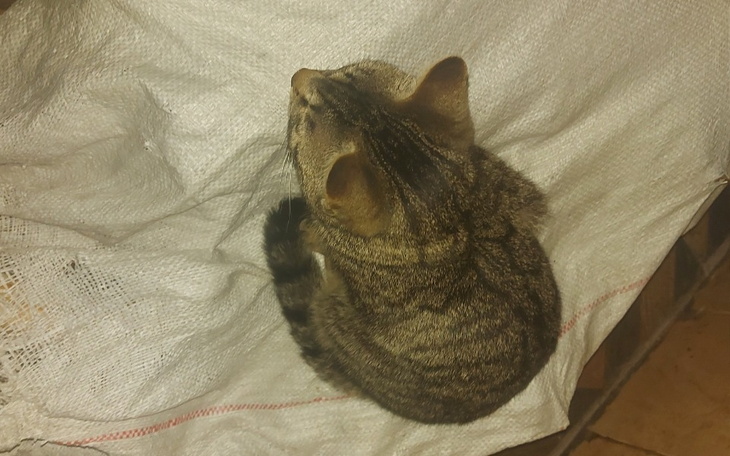 Zbiórka Jedzenie dla tigera - zdjęcie główne