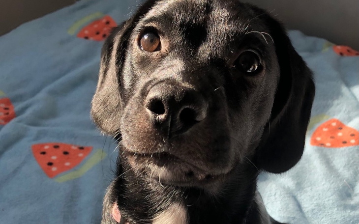 Zbiórka Weterynarz dla Baili z padaczką. - zdjęcie główne