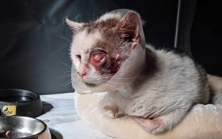 Zbiórka Kaper chce żyć - zdjęcie główne