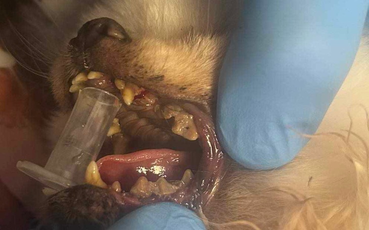 Zbliżenie na zęby psa podczas badania weterynaryjnego.