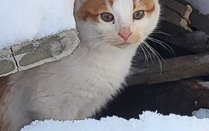 Kot z pomarańczowymi plamami, wyglądający zza deski.